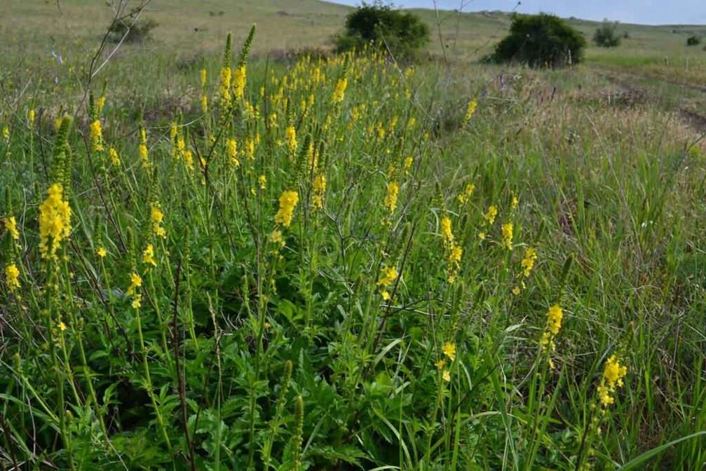 agrimony for the treatment of psoriasis