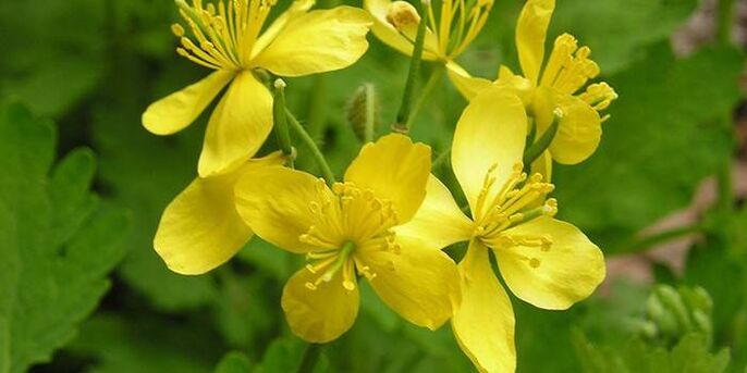 grass celandine from psoriasis on the elbows